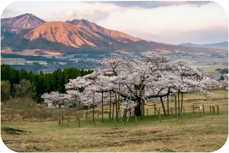 阿蘇山と一心行の大桜